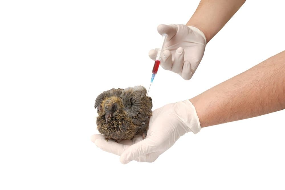 A vet in gloves vaccinating a young pigeon