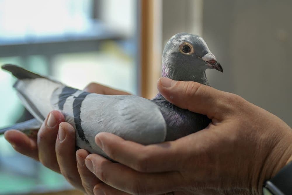 A fancier holding a racing pigeon in both hands