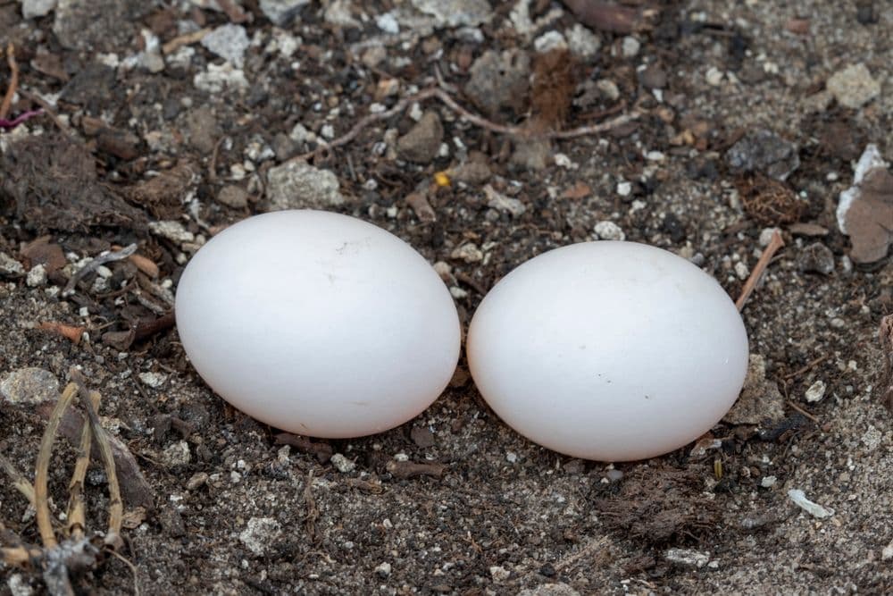two white pigeon eggs in a nest